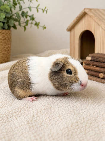 Guinea pig for sale - male 9 weeks old