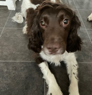 Male springer spaniel