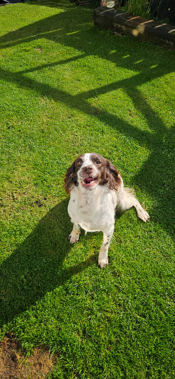 Sprocker bitch