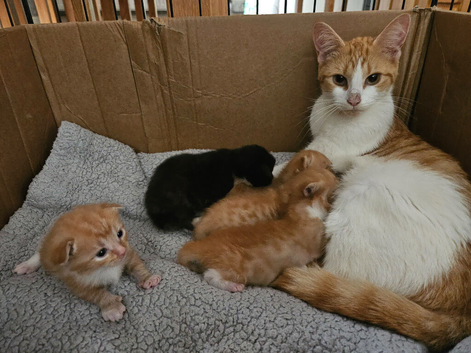 Kittens for sale