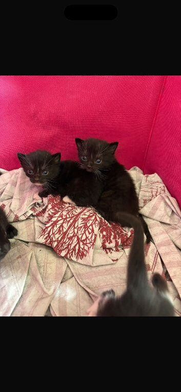 2 males 1 female