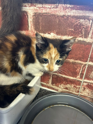Beautiful kittens Available now