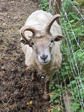 Hebridean cross tup young ram