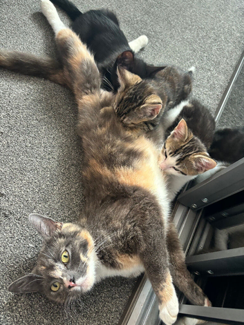 Beautiful Kittens