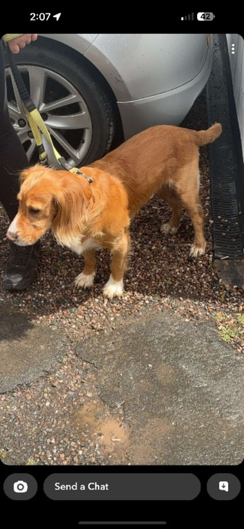 Male Cocker Spaniel For Stud