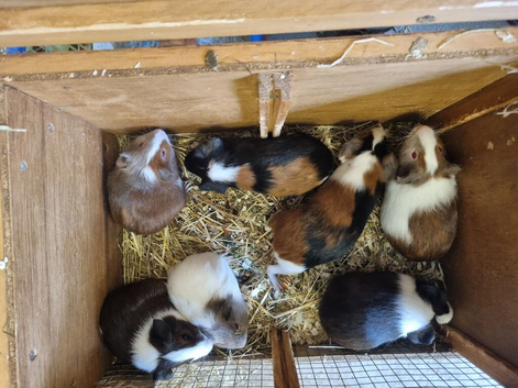 Babies