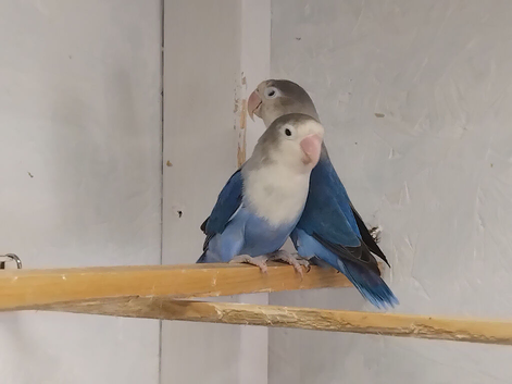 Pair love birds