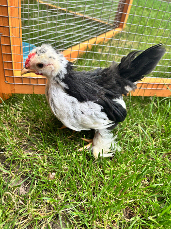Pekin Bantam chicks x 6 &pound;15 per chick