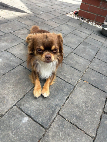 russian line male chihuahua