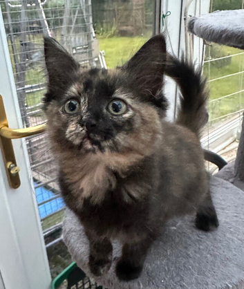 Kittens
