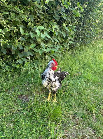 9 Week old Exchequer Leghorn (Male)