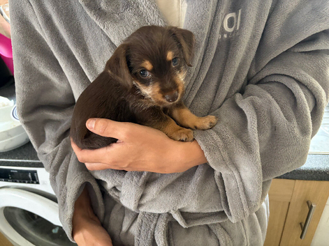 Wenlock-Norjack puppy