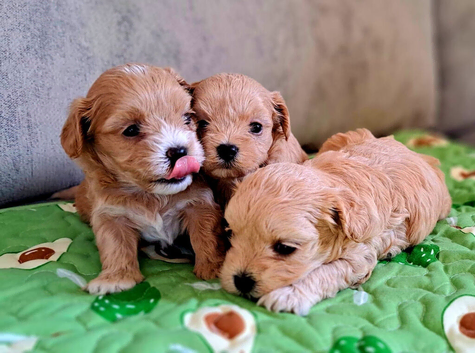 F1 teacup asian Maltipoo