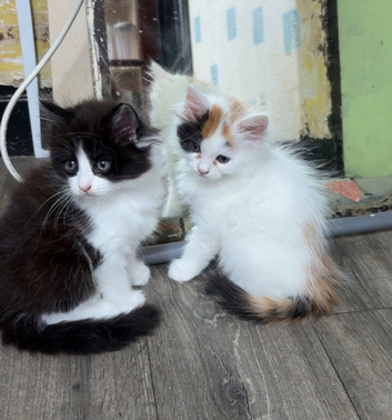 kittens