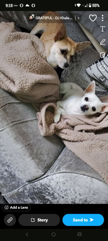 Chihuahua puppies