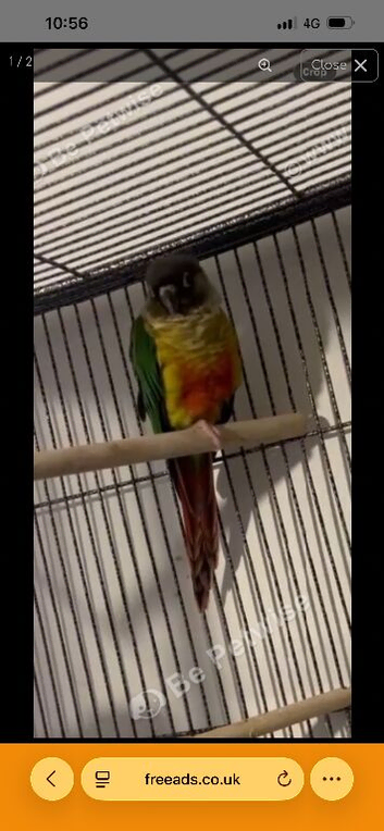 Nico the 6 month old conure