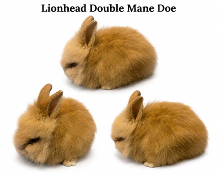 Dm lionhead Doe