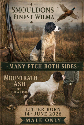 Kc reg springer spaniels