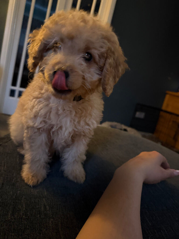 Ready to collect miniature multigenerational Labradoodle Puppies for Sale