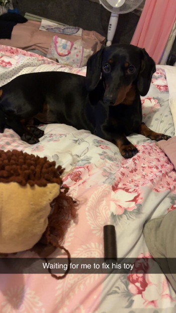 Dachshund stud