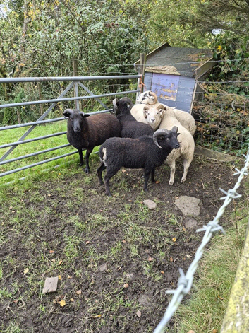 Tups for sale