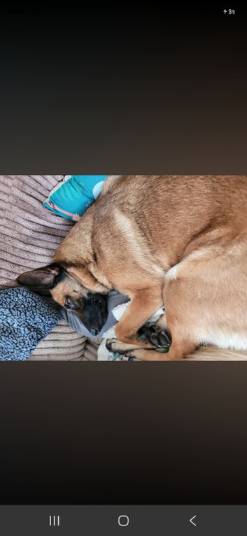 Stunning 6yr old gsd x mallinos
