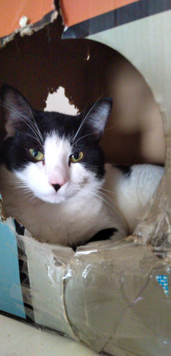 Bonded cats female and male father and daughter