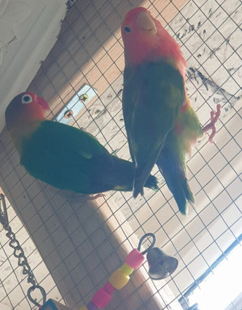 Lovebirds
