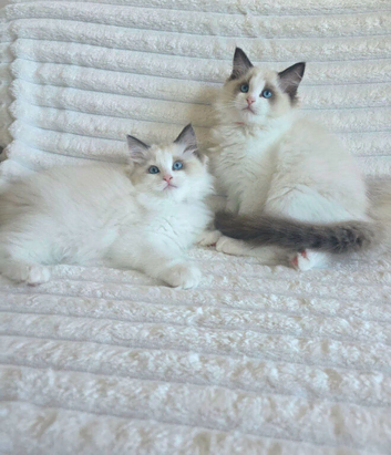 Premium quality GCCF Registered Pedigree Ragdoll