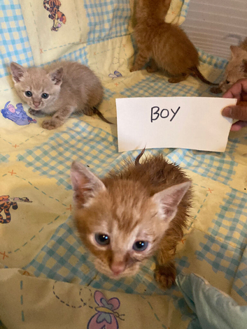 Ginger male kittens 8 weeks old