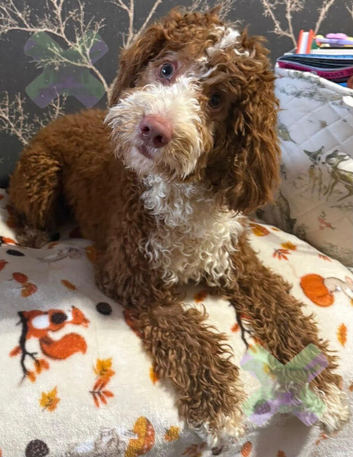 F1 mini cockapoo 10 month old deep fox red and white boy