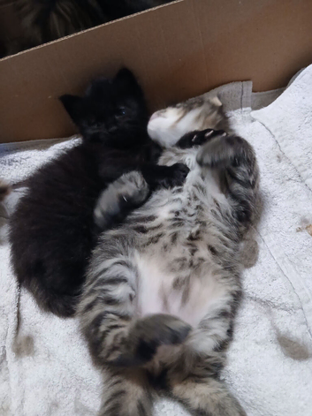 Maine Coon Kittens For Sale Ready Now