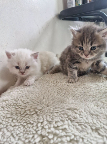 British short haired cross kittens for sale