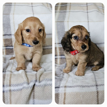 2 beautiful long haired mini dachshunds