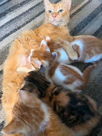 4 Adorable kittens 3 male 1 female