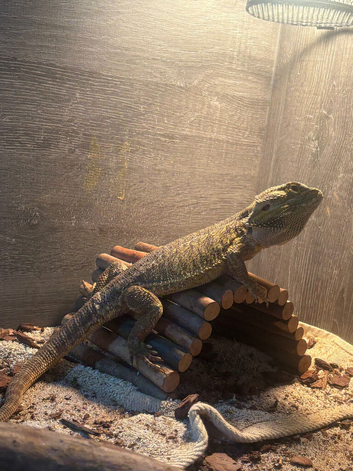 4 year old bearded dragon