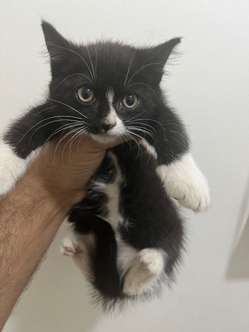 Female kitten