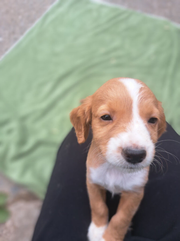 Puppies