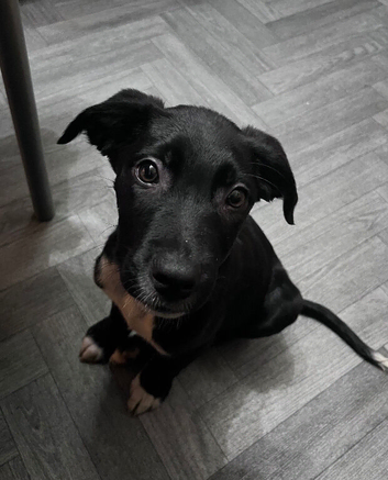 Border collie/ Staffie