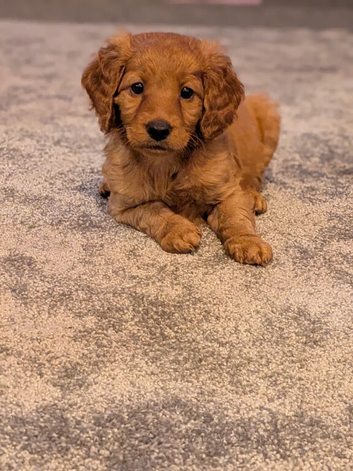 Stunning F2 labradoodles