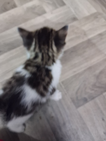 Lovely little boy kitten