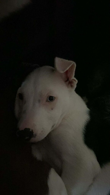 Staffy cross border collie