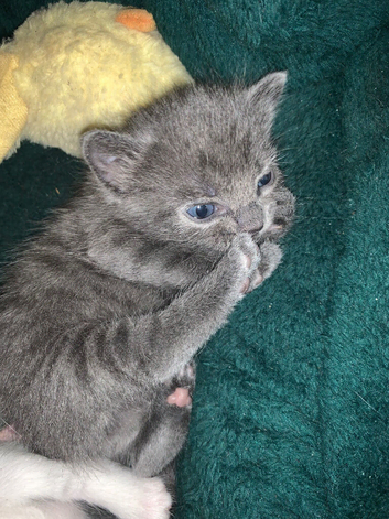 2 kittens for sale. Both girls