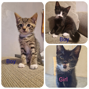 3 Kittens ready for their new homes