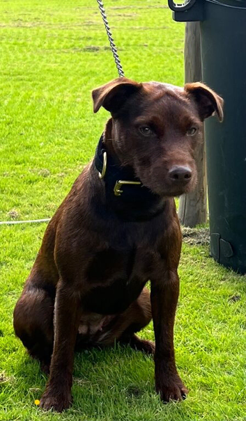 Female terrier