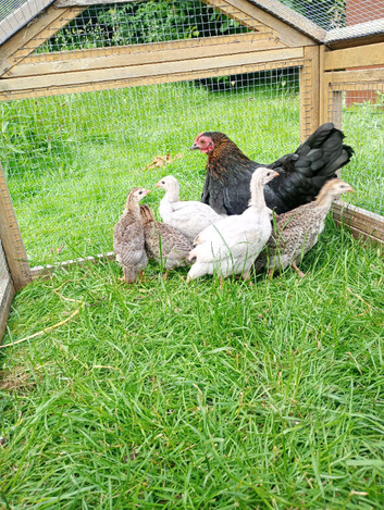 7 Beautiful Guinea Fowl Keets