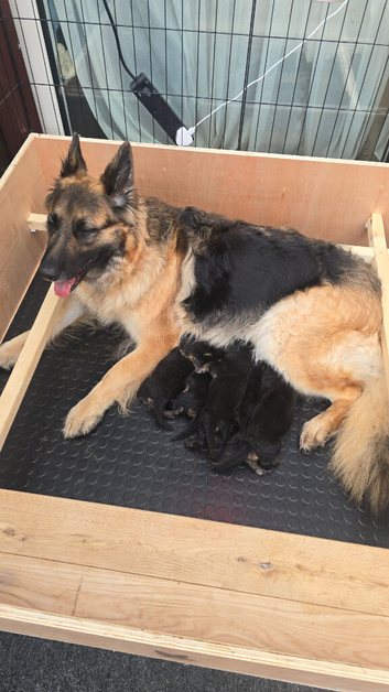 German Shepherd puppies