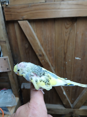 baby hand reared budgie with cage