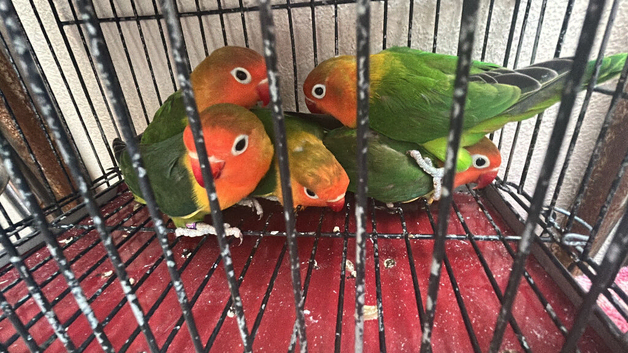 Fischers lovebirds