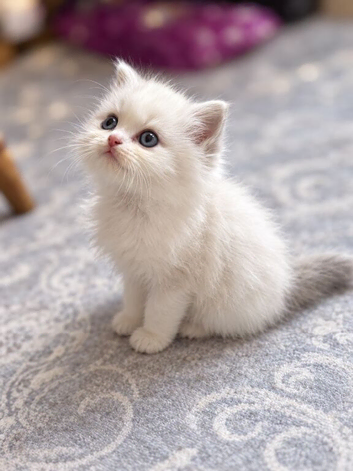 Cats for rehoming